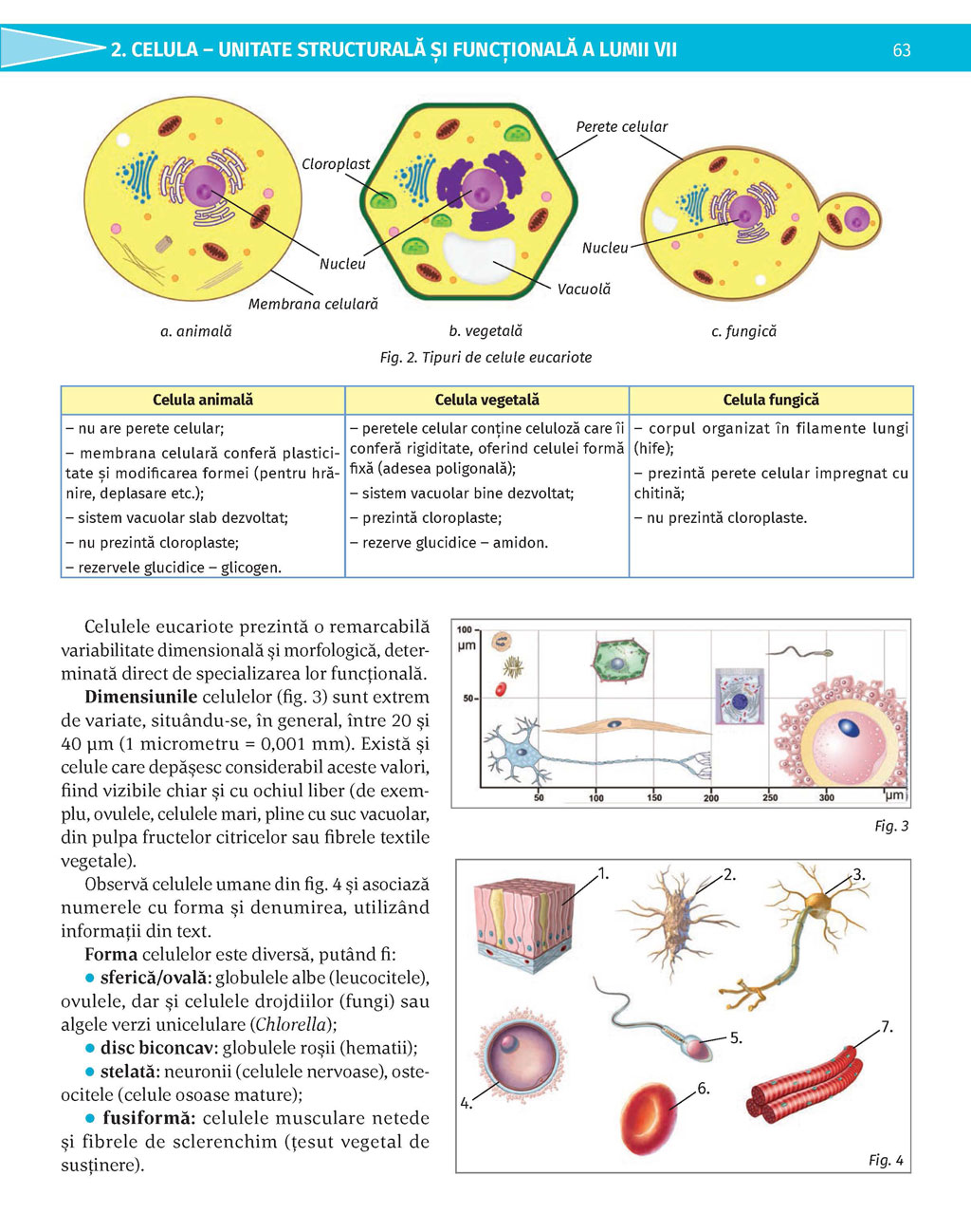 Pagina 63