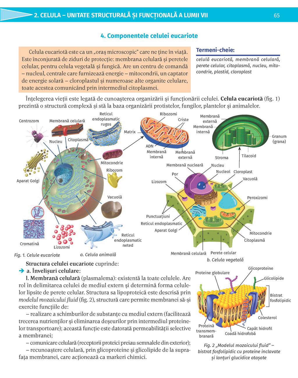Pagina 65